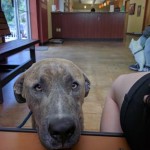 Adoptable (Official) Georgia Dogs for June 20, 2017