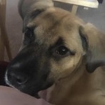 Adoptable (Official) Georgia Dogs for June 29, 2017