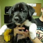 Adoptable (Official) Georgia Dogs for June 12, 2017