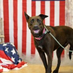 Adoptable (Official) Georgia Dogs for June 5, 2017