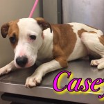 Adoptable (Official) Georgia Dogs for June 23, 2017