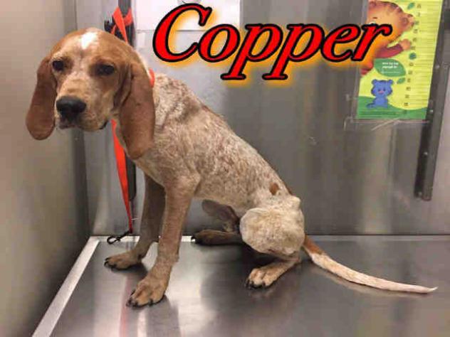 Cooper