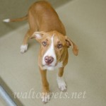 Adoptable (Official) Georgia Dogs for June 26, 2017