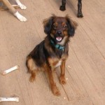 Adoptable (Official) Georgia Dogs for June 21, 2017