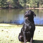 Adoptable (Official) Georgia Dogs for June 30, 2017