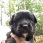 Adoptable (Georgia) Dogs for June 2, 2017