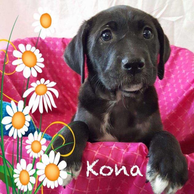Kona