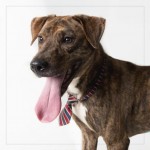 Adoptable (Official) Georgia Dogs for June 16, 2017