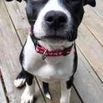 Adoptable (Official) Georgia Dogs for June 6, 2017