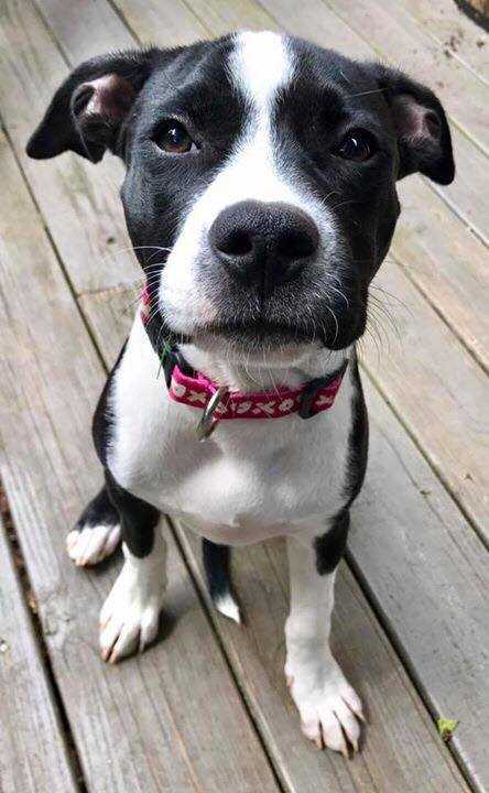 Pina