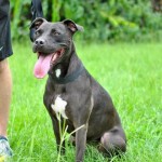 Adoptable (Official) Georgia Dogs for June 14, 2017