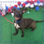 Adoptable (Official) Georgia Dogs for June 15, 2017