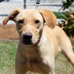 Adoptable (Official) Georgia Dogs for June 9, 2017