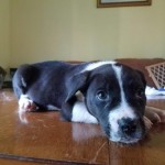 Adoptable (Official) Georgia Dogs for June 22, 2017
