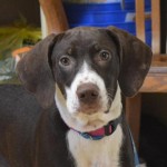 Adoptable (Official) Georgia Dogs from June 27, 2017