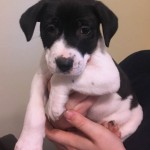 Adoptable (Official) Georgia Dogs for June 1, 2017
