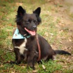 Adoptable (Official) Georgia Dogs for July 6, 2017