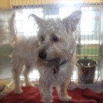 Adoptable “Official” Georgia Dogs for July 7, 2017