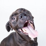 Adoptable (Official) Georgia Dogs for July 28, 2017