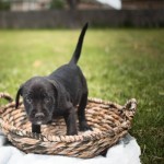 Adoptable (Official) Georgia Dogs for July 12, 2017