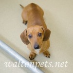 Adoptable (Official) Georgia Dogs for July 24, 2017