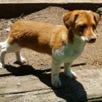 Adoptable (Official) Georgia Dogs for July 19, 2017