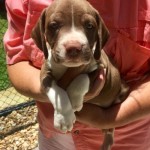 Adoptable (Official) Georgia Dogs for July 17, 2017