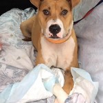 Adoptable (Official) Georgia Dogs for July 3, 2017