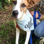 Adoptable (Official) Georgia Dogs for July 31, 2017