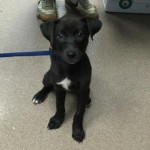 Adoptable (Official) Georgia Dogs for July 27, 2017