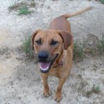 Adoptable (Official) Georgia Dogs for July 14, 2017