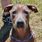 Adoptable (Official) Georgia Dogs for July 10, 2017
