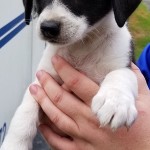 Adoptable (Official) Georgia Dogs for July 5, 2017