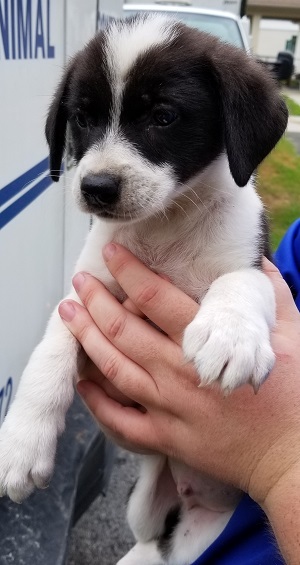Oreo Glynn