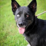 Adoptable (Official) Georgia Dogs for July 13, 2017