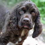 Adoptable (Official) Georgia Dogs for July 26, 2017