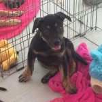 Adoptable (Official) Georgia Dogs for July 11, 2017