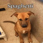 Adoptable (Official) Georgia Dogs for July 25, 2017