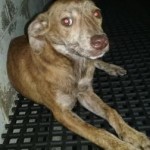 Adoptable (Official) Georgia Dogs for July 20, 2017