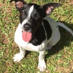Adoptable (Official) Georgia Dogs for August 16, 2017