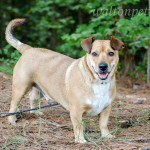 Adoptable (Official) Georgia Dogs for August 17, 2017