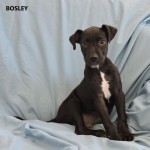 Adoptable (Official) Georgia Dogs for August 7, 2017