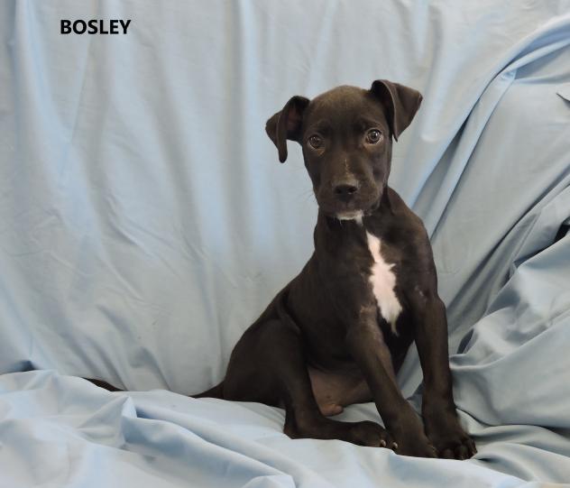 BosleyWW