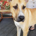 Adoptable (Official) Georgia Dogs for August 11, 2017
