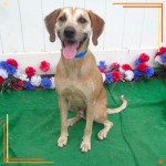 Adoptable (Official) Georgia Dogs for August 15, 2017