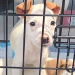 Adoptable (Official) Georgia Dogs for August 9, 2017