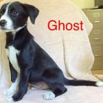 Adoptable (Official) Georgia Dogs for August 4, 2017