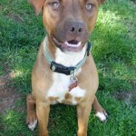 Adoptable (Official) Georgia Dogs for August 2, 2017