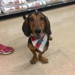 Adoptable (Official) Georgia Dogs for August 30, 2017