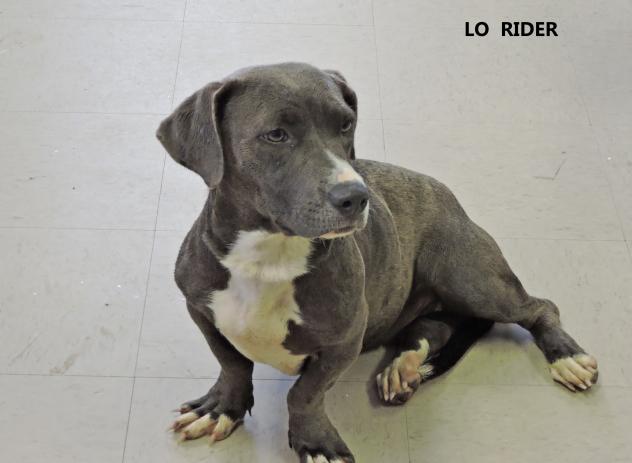 Lo Rider
